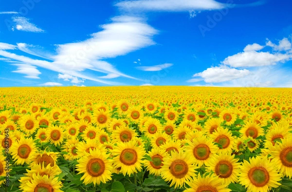 Obraz sunflowers field