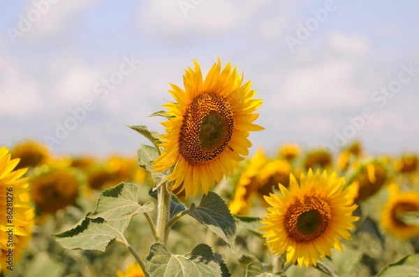 Fototapeta Photography of a sunflower in the sunflower field in a sunny day, clouds in the sky