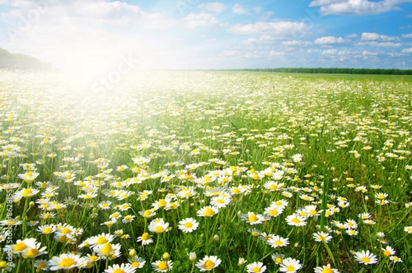 Obraz  daisy flowers