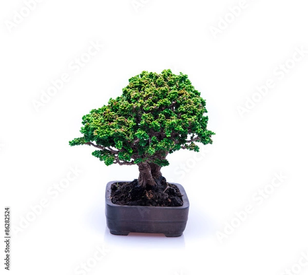 Obraz bonsai on white background