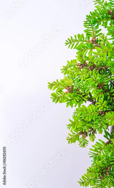 Obraz bonsai on white background
