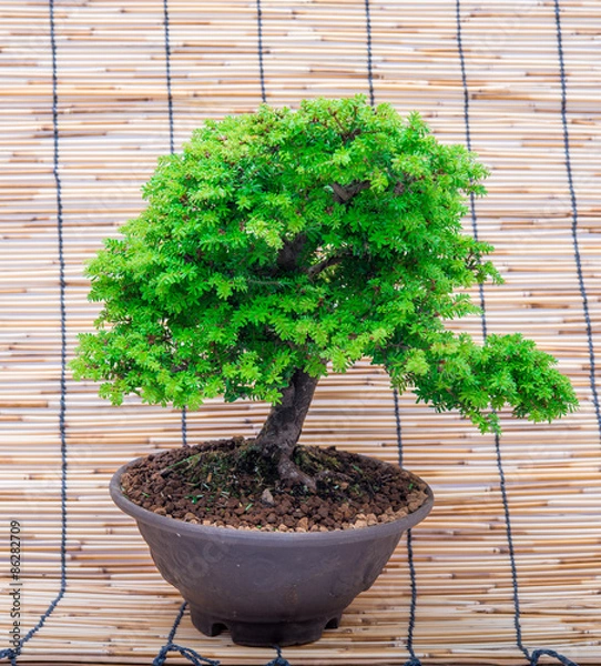 Obraz bonsai on makisu background