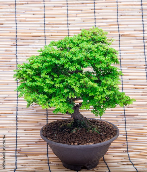 Obraz bonsai on makisu background