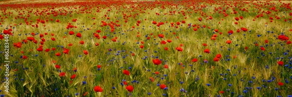 Obraz Pole proxy z makiem, kwiaty zbożowe