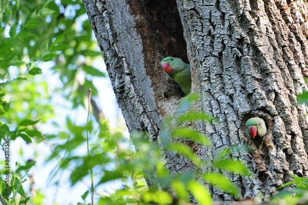 Fototapeta Junge Alexandersittiche (psittacula eupatria)
