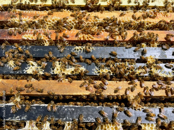 Fototapeta Bees in the hive