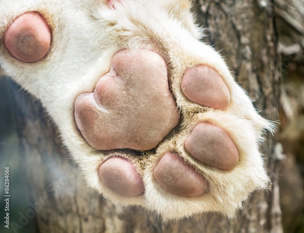 Fototapeta White lion's paw