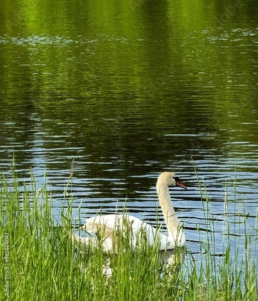 Obraz white swan on the lake