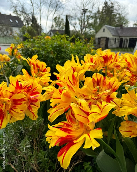 Obraz flowers in the garden