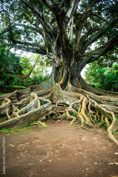 Obraz Racines apparentes