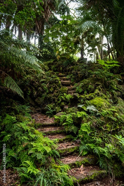 Obraz Fôret tropicale 