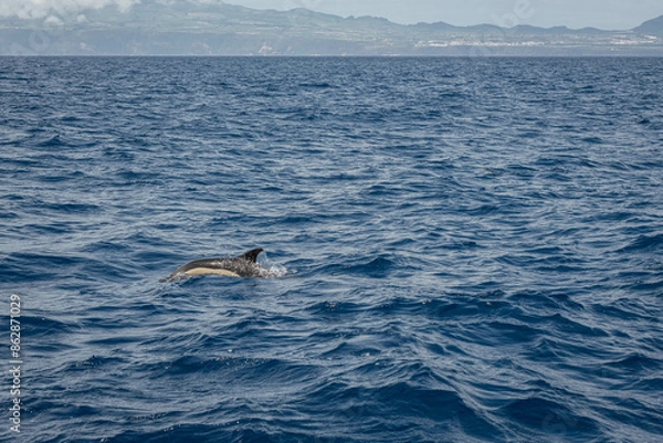 Obraz Dauphin aux Açores