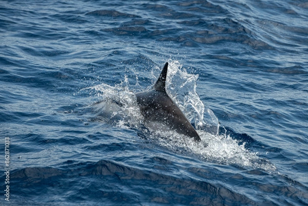 Obraz Dauphin Atlantique