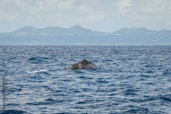 Obraz Cachalot nageoire