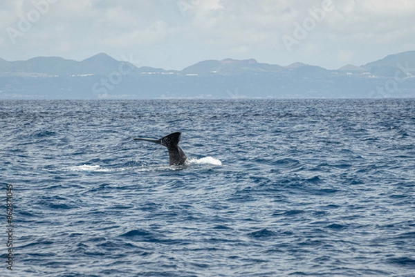 Obraz Cachalot plongeant