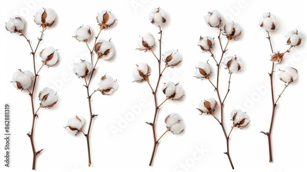 Fototapeta Set of cotton branches isolated on white background. Delicate cotton flowers collection.