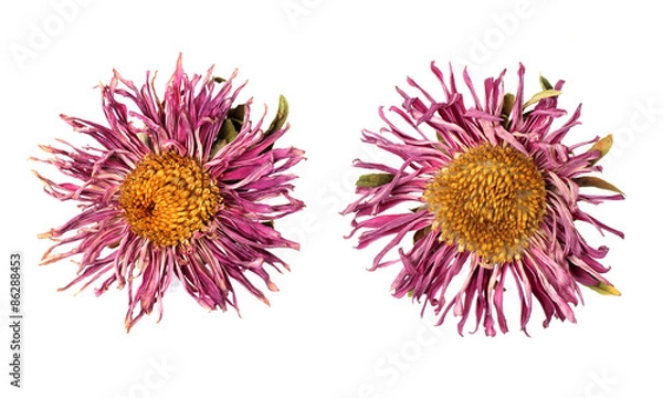 Obraz Dried flowers on white