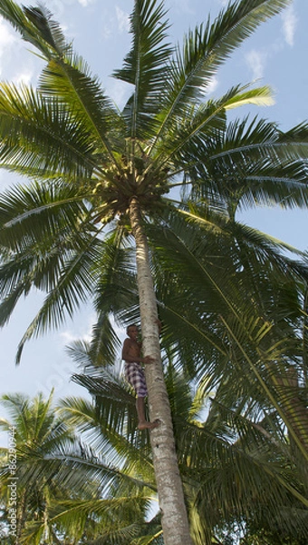 Fototapeta man climbing a coconut palm tree
