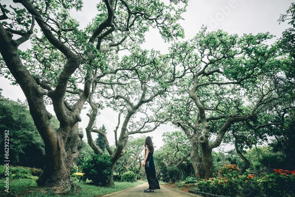 Fototapeta 南の島の公園