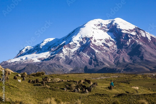 Obraz Chimborazo volcano and sheep