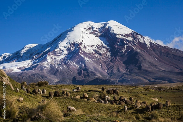 Obraz Chimborazo wulkan i owce