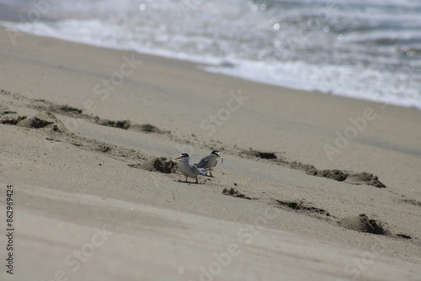 Obraz Gallito marino