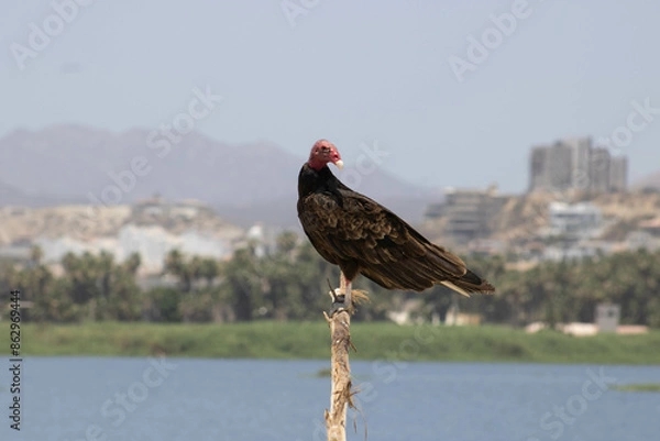 Obraz Buitre americano cabecirrojo
Ave
