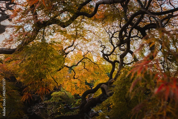 Obraz Beautiful autumn colors and textures