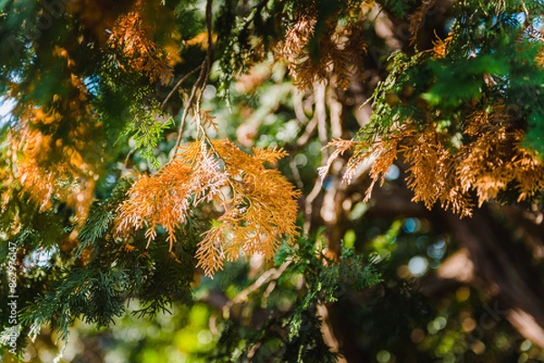 Obraz Christmas pine tree in autumn