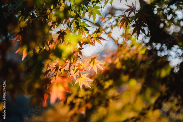 Obraz Autumn leaves foliage hanging on the tree