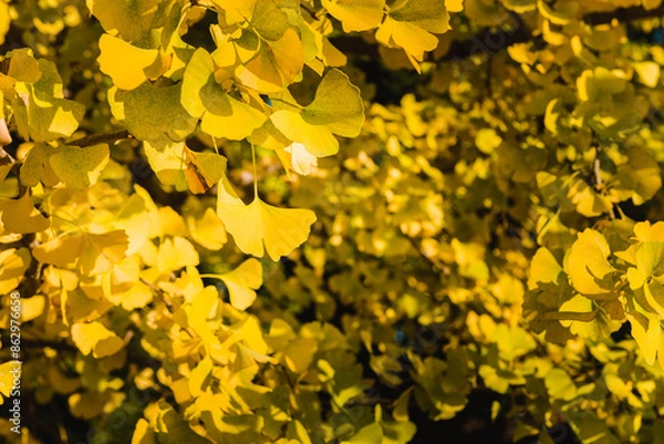 Obraz Gingko leaves on a tree