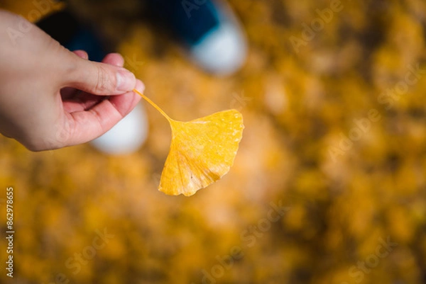 Obraz Holding a gingko leaf in autumn