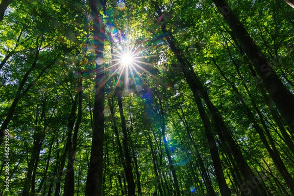 Obraz 春の新潟県十日町市の美人林と呼ばれる美しい緑の林の木漏れ日