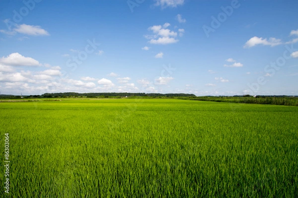 Fototapeta 田園風景