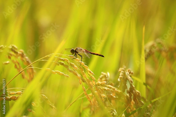 Fototapeta 稲と赤とんぼ