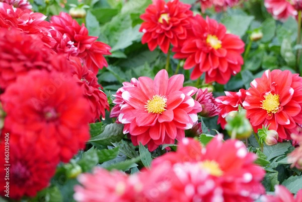 Fototapeta Red color chrysanthemum. Chrysanthemum (also known as florist's daisy and hardy garden mum, or in China juhua) is a species of perennial plant from family Asteraceae.