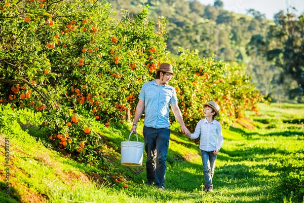 Fototapeta Happy father with his young son visiting citrus farm to pick