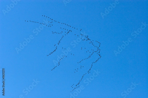 Obraz Bird Migration