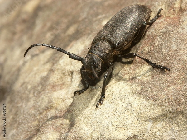 Fototapeta insecte cérambycidé