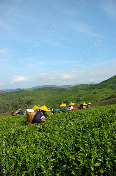 Obraz tea plantation