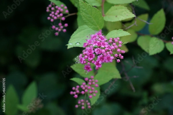 Fototapeta спирея