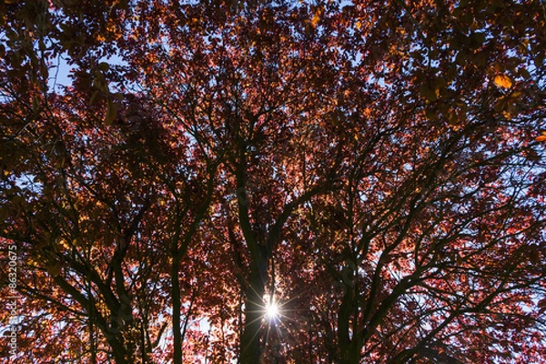 Obraz Arbol color caoba dejando pasar los Rayos del Sol