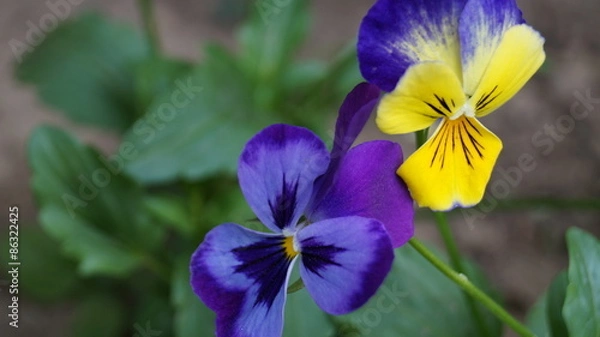 Obraz Природа