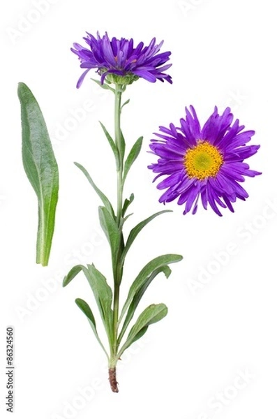 Fototapeta Aster alpinus