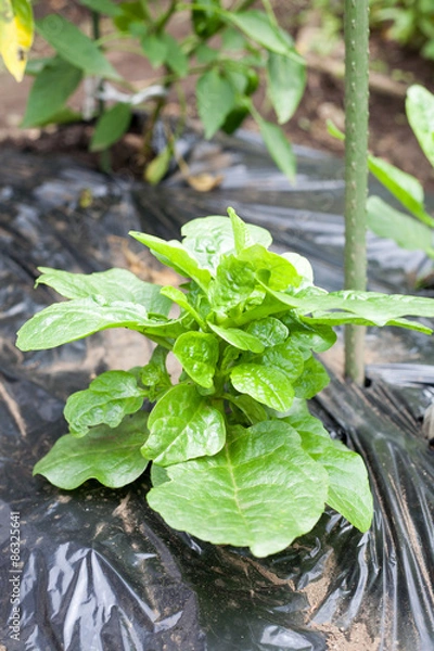 Obraz Harvesting Malabar spinach
