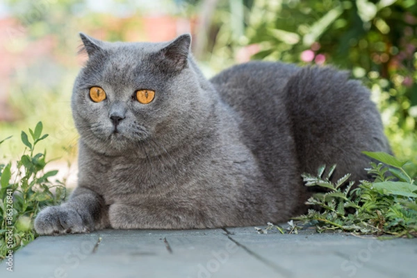 Obraz Grey british cat lying in the green grass, elegant cat