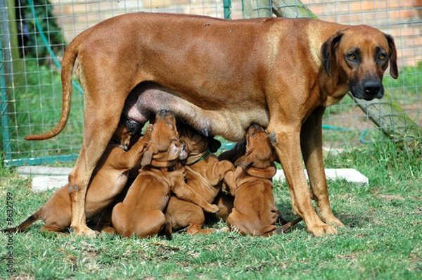 Obraz Dog with puppies