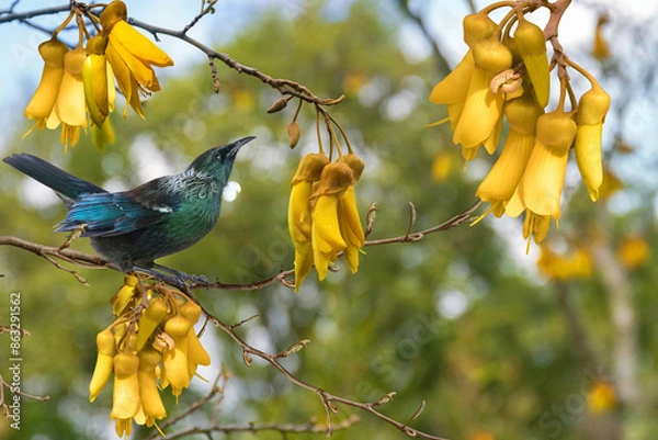 Fototapeta New Zealand native bird Tui is sitting on the branch of kowhai tree