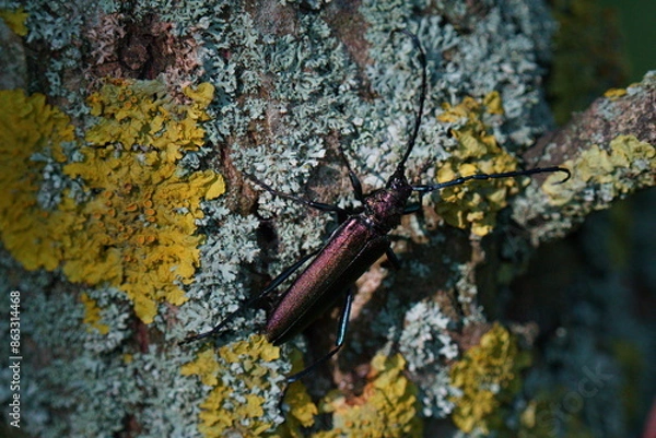 Fototapeta Beautiful multi-colored beetle with long mustache. The musk beetle (Aromia moschata) is a Eurasian species of longhorn beetle belonging to the subfamily Cerambycinae, tribe Callichromatini.