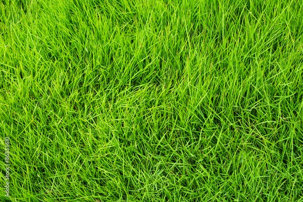 Obraz Greem grass background
